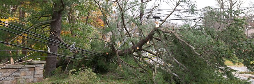 A fallen tree next to power lines