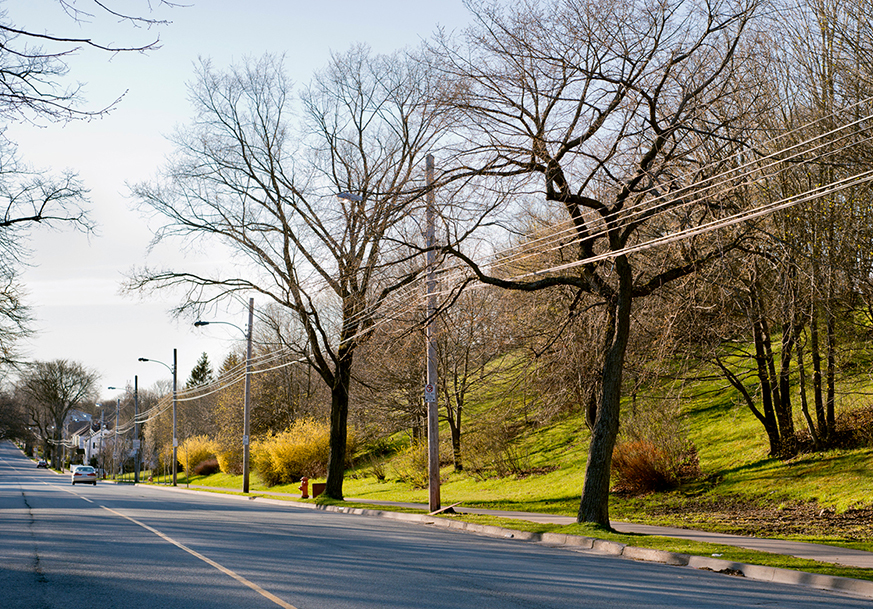  Trees along the side of a road with power lines running through the tree branches