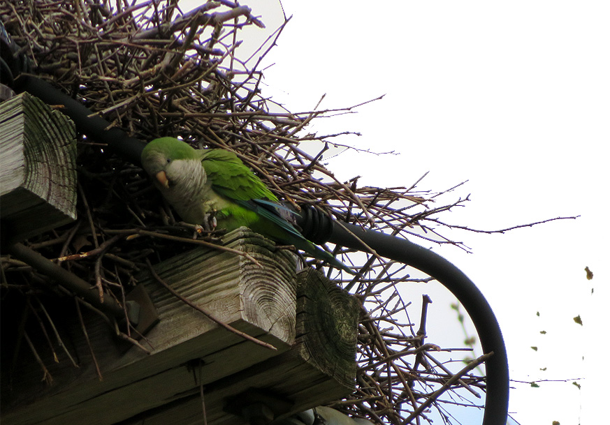 monk parakeet