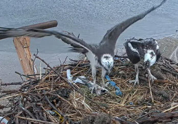 osprey on long island