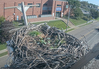 osprey on long island