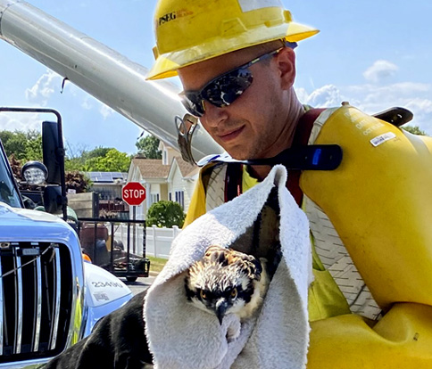 PSEG Long Island helping osprey