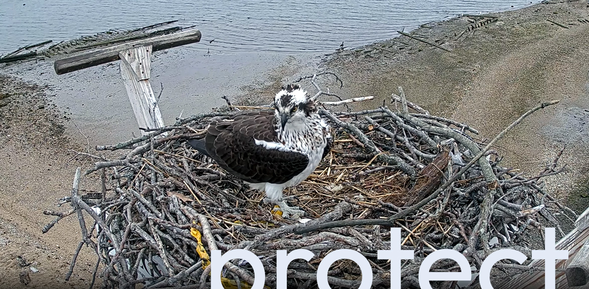 Osprey Cam