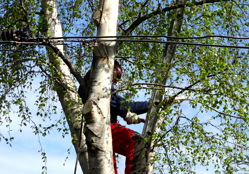 Man cutting tree near power lines